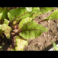 Betterave, Beta vulgaris L. var. rubra (2)